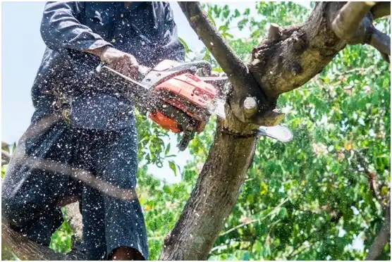 tree services King of Prussia